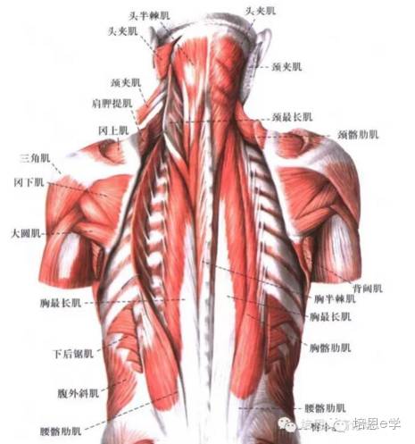 1,深层肌肉:半棘肌——多裂肌——回旋肌——肋骨肌.