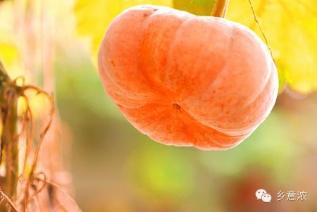 健康饮食的最佳比例 <wbr> <wbr>你吃对了吗?