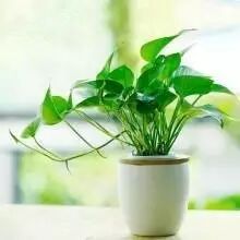 王俊凯都领养小绿植了,你还不行动吗?