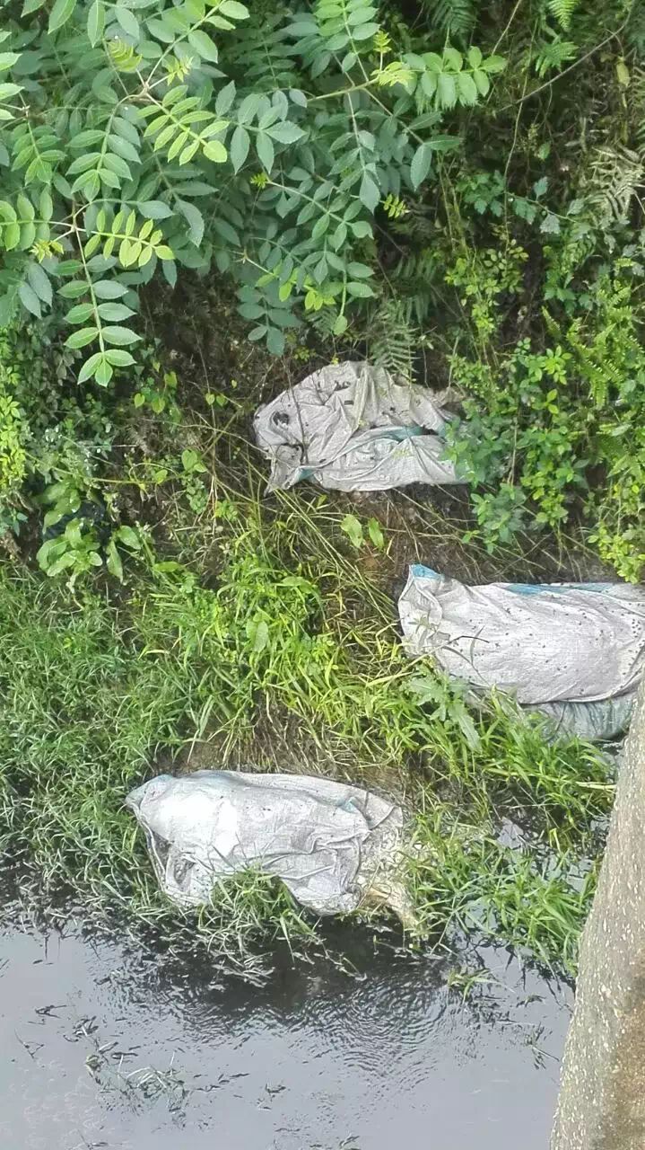 【淦·呼吁】变黑 的河水,谁来管管