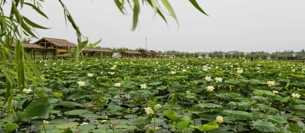 莲花堂_诚忠堂莲花身世_卜蜂莲花和易初莲花