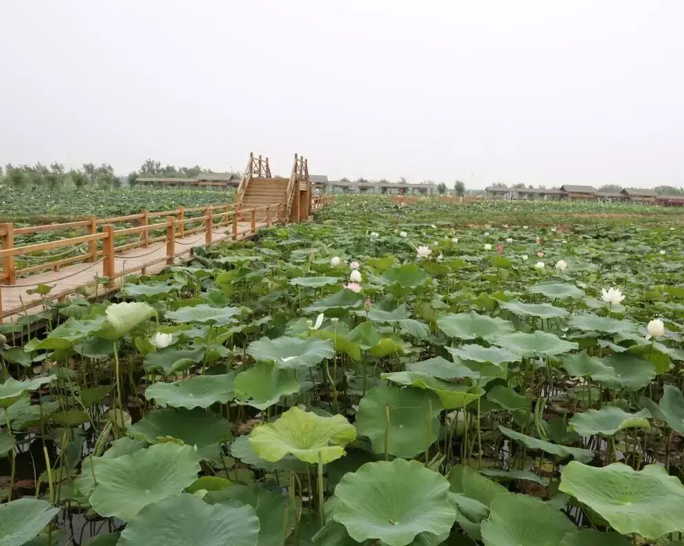 卜蜂莲花和易初莲花_莲花堂_诚忠堂莲花身世