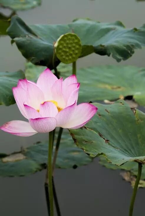 莲花堂_卜蜂莲花和易初莲花_诚忠堂莲花身世