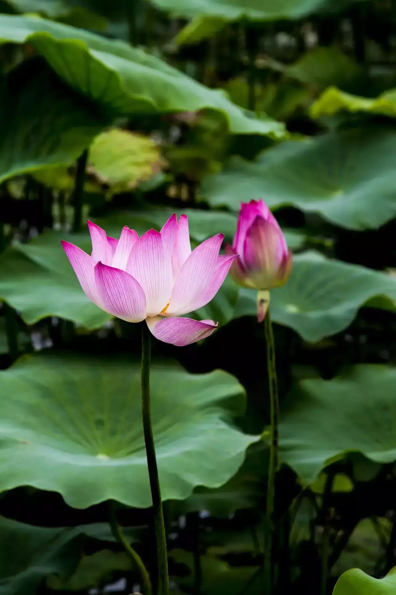 莲花堂_卜蜂莲花和易初莲花_诚忠堂莲花身世