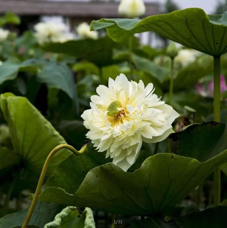 莲花堂_诚忠堂莲花身世_卜蜂莲花和易初莲花