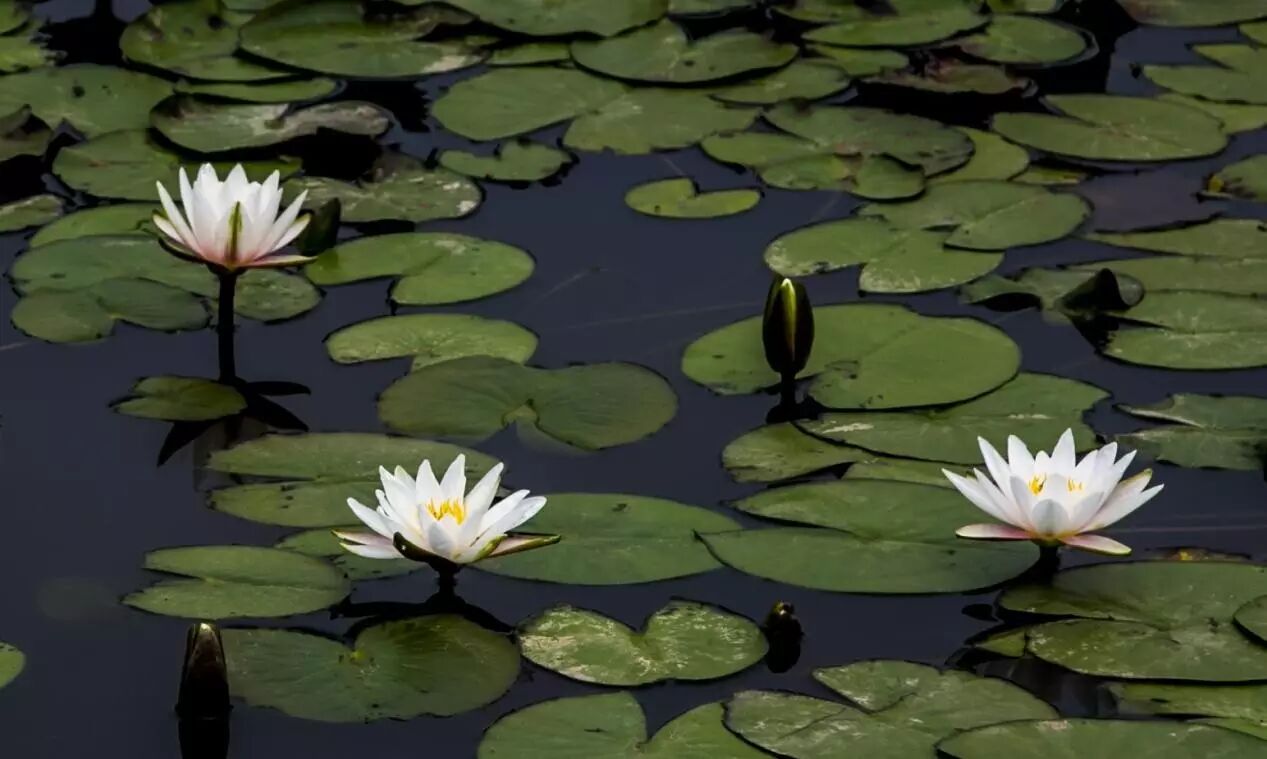 卜蜂莲花和易初莲花_诚忠堂莲花身世_莲花堂