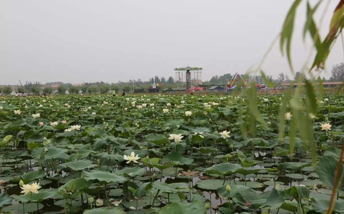 卜蜂莲花和易初莲花_莲花堂_诚忠堂莲花身世