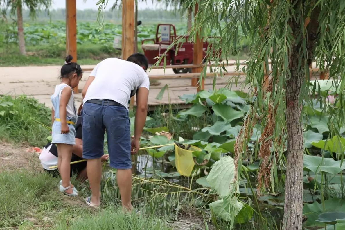 莲花堂_卜蜂莲花和易初莲花_诚忠堂莲花身世