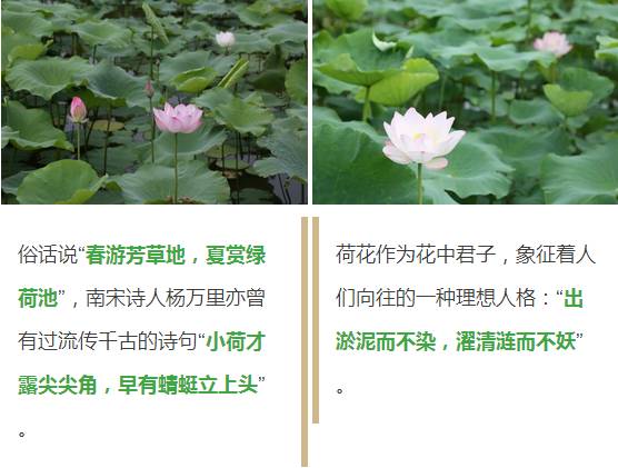 卜蜂莲花和易初莲花_莲花堂_诚忠堂莲花身世