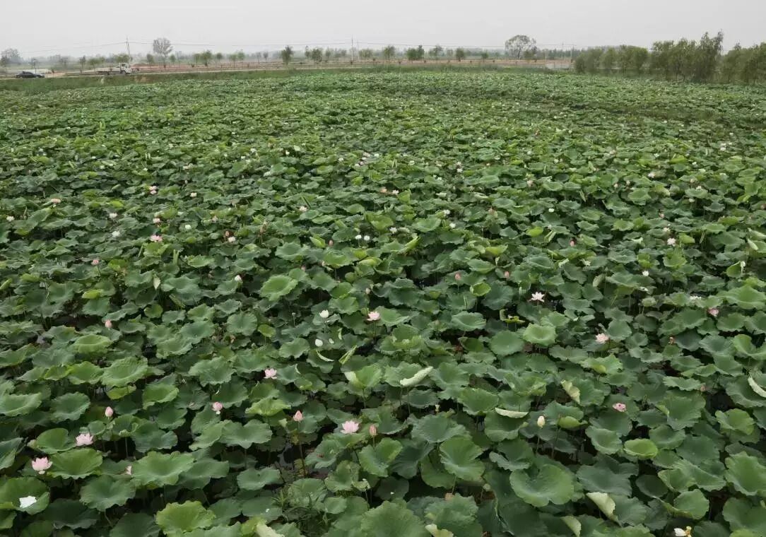 莲花堂_诚忠堂莲花身世_卜蜂莲花和易初莲花