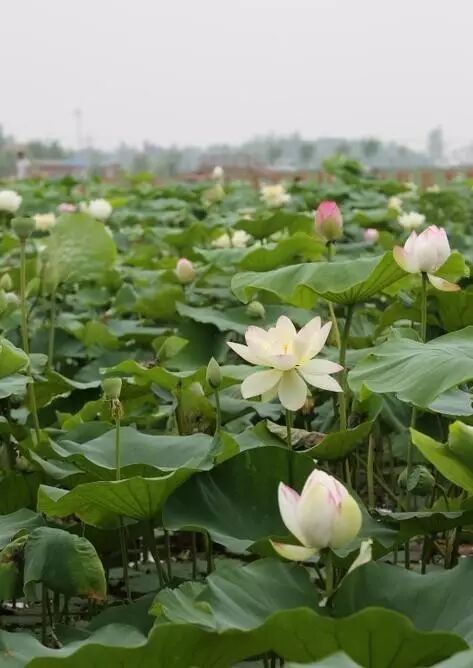 诚忠堂莲花身世_莲花堂_卜蜂莲花和易初莲花