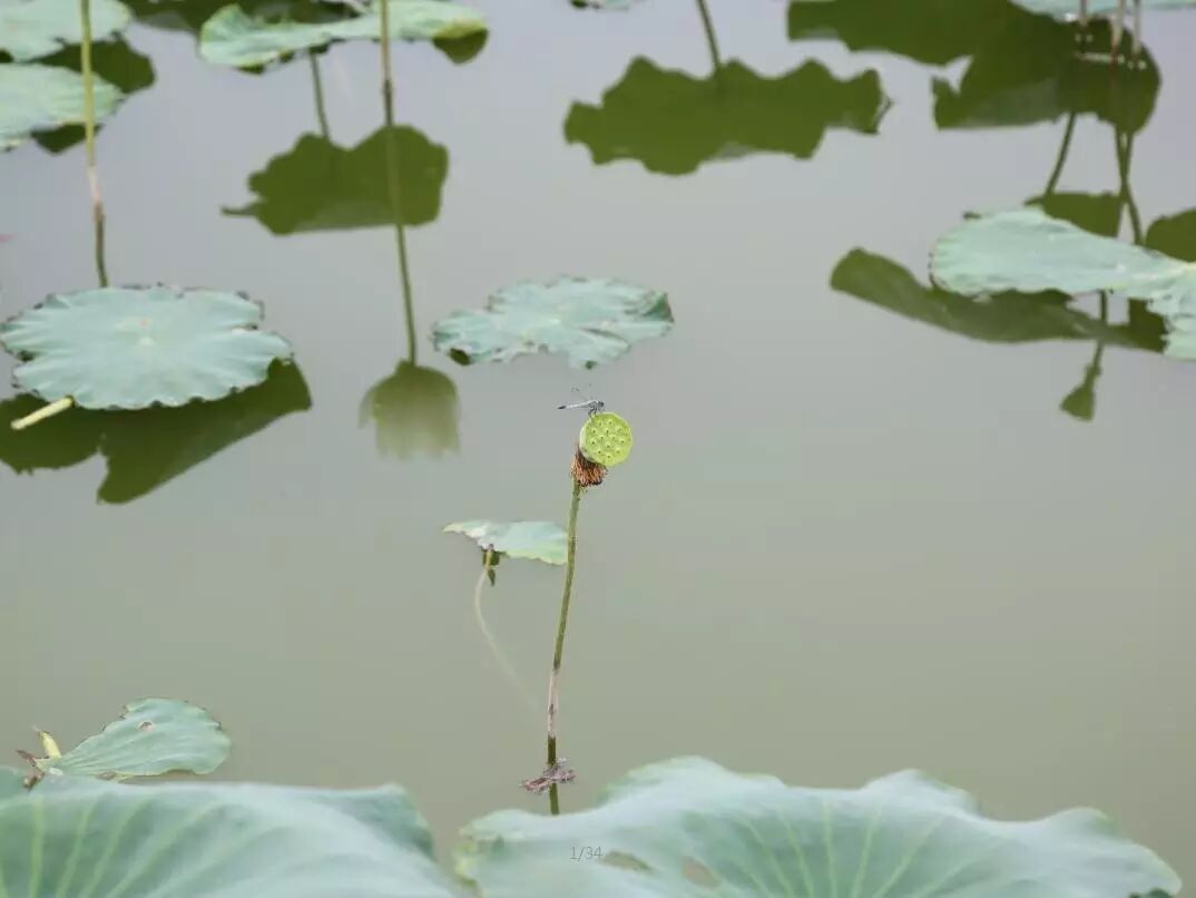 卜蜂莲花和易初莲花_诚忠堂莲花身世_莲花堂