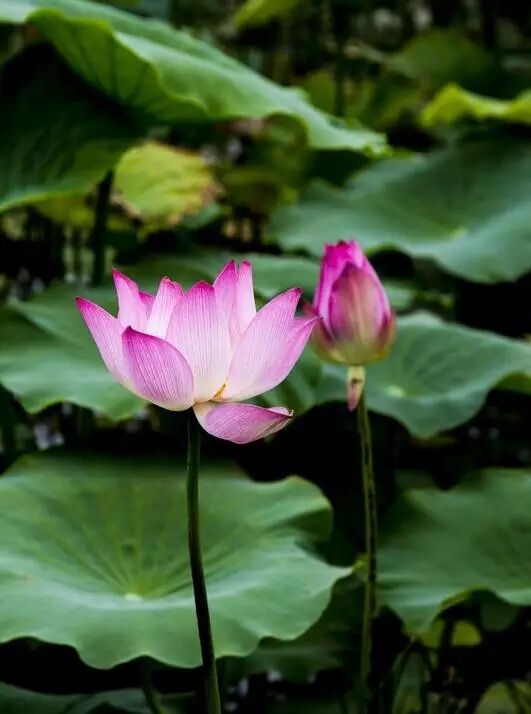 诚忠堂莲花身世_卜蜂莲花和易初莲花_莲花堂