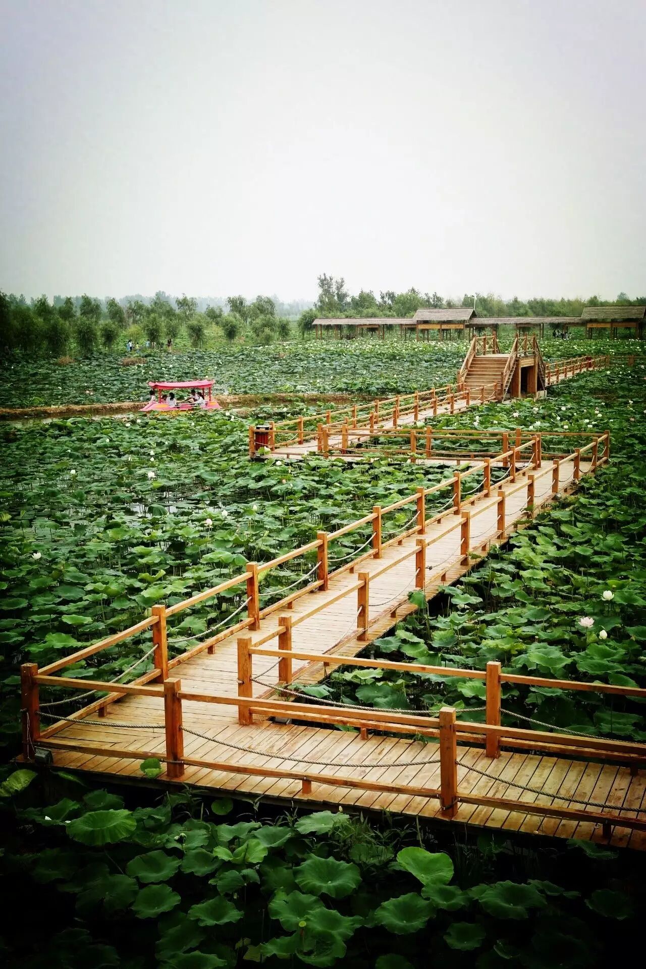 诚忠堂莲花身世_莲花堂_卜蜂莲花和易初莲花