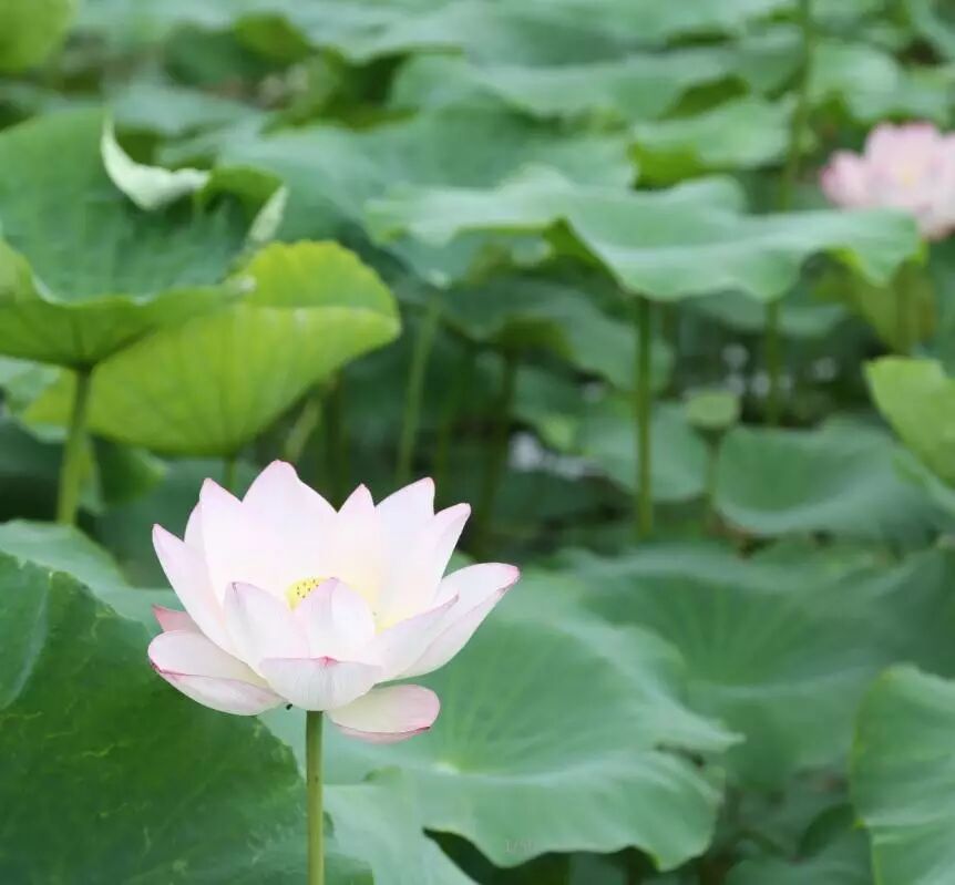 莲花堂_诚忠堂莲花身世_卜蜂莲花和易初莲花