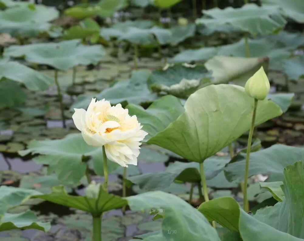卜蜂莲花和易初莲花_诚忠堂莲花身世_莲花堂