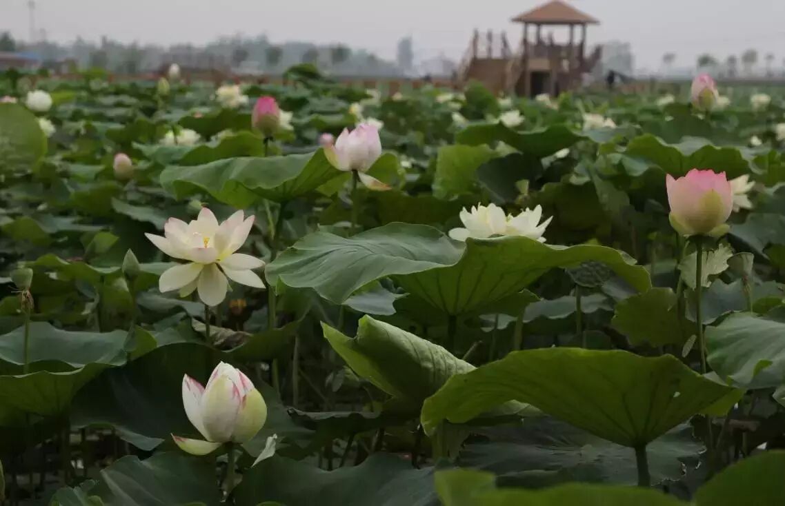 诚忠堂莲花身世_莲花堂_卜蜂莲花和易初莲花