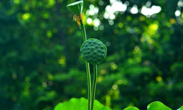 卜蜂莲花和易初莲花_诚忠堂莲花身世_莲花堂