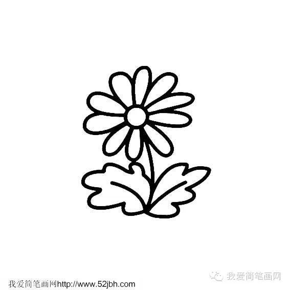 菊花简笔画的画法