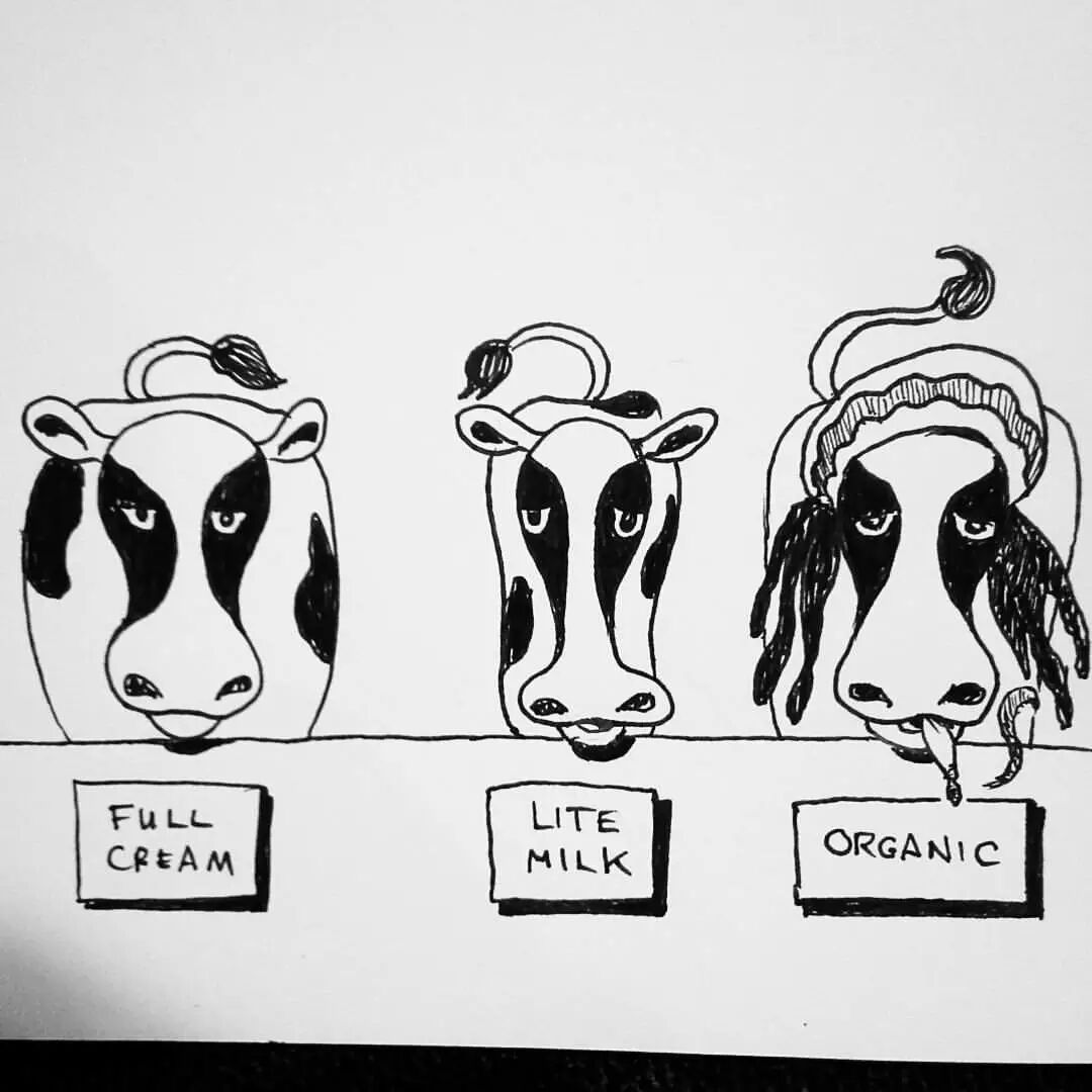 听说中国全面放开二胎,新西兰的奶牛胸前一紧-怀孕期