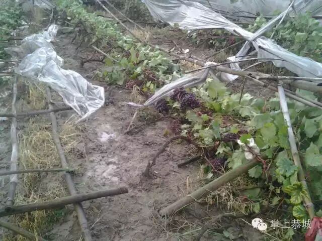 栗木镇遭遇狂风暴雨838 / 作者:@掌上恭城 / 帖子ID:103884