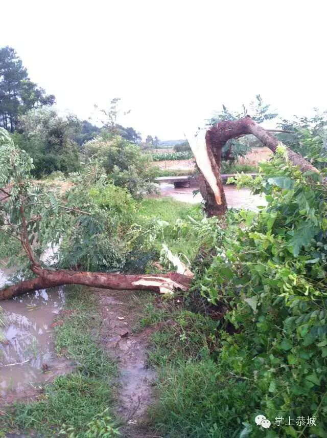 栗木镇遭遇狂风暴雨379 / 作者:@掌上恭城 / 帖子ID:103884