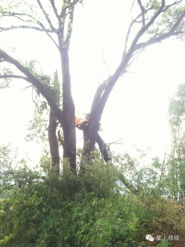 栗木镇遭遇狂风暴雨353 / 作者:@掌上恭城 / 帖子ID:103884