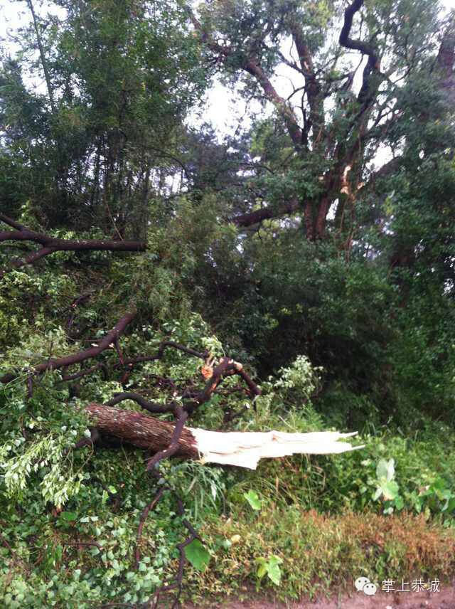 栗木镇遭遇狂风暴雨957 / 作者:@掌上恭城 / 帖子ID:103884