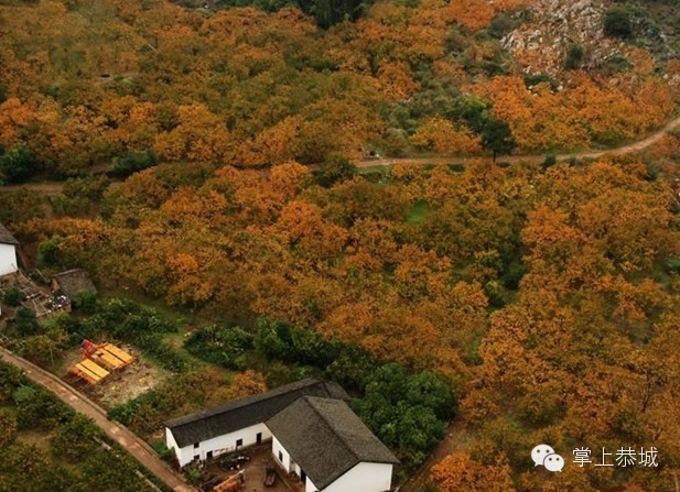 【这里是恭城】我在红岩等你910 / 作者:@掌上恭城 / 帖子ID:101502