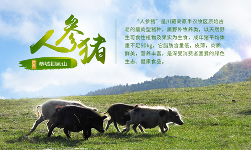 桂林恭城银殿山藏香猪养殖有限公司572 / 作者:藏香猪养殖 / 帖子ID:107379