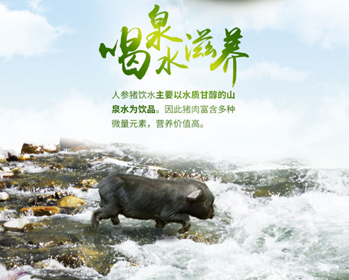 桂林恭城银殿山藏香猪养殖有限公司868 / 作者:藏香猪养殖 / 帖子ID:107379