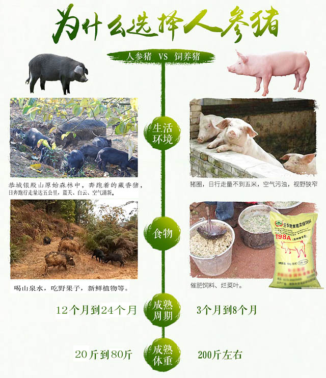 桂林恭城银殿山藏香猪养殖有限公司956 / 作者:藏香猪养殖 / 帖子ID:107379