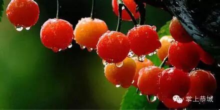 水果上市季 如何挑选适合宝宝的水果399 / 作者:@掌上恭城 / 帖子ID:102148