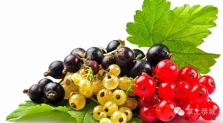 水果上市季 如何挑选适合宝宝的水果366 / 作者:@掌上恭城 / 帖子ID:102148