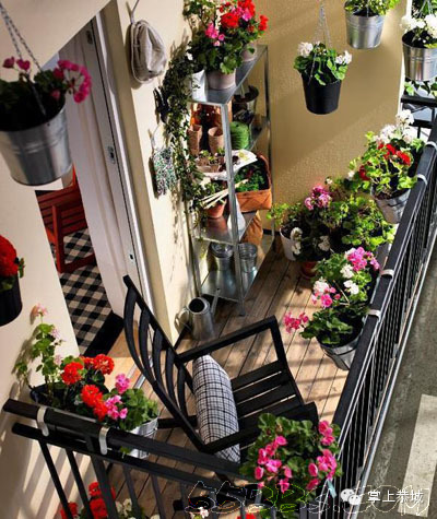 阳台，但不晒衣服！你家的阳台有这么漂亮吗？902 / 作者:@掌上恭城 / 帖子ID:102024