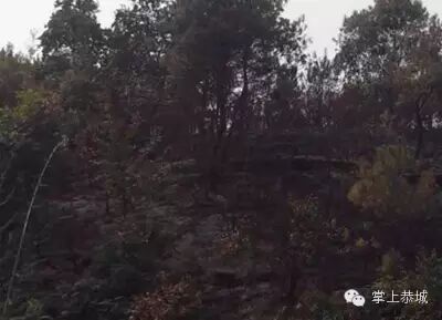 恭城栗木：烧马蜂引发山林火灾表示今天才看到这个新闻768 / 作者:红通通 / 帖子ID:105179