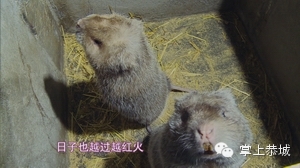 广西卫视《第一书记》走进恭城938 / 作者:@掌上恭城 / 帖子ID:101529