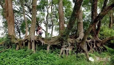 恭城景点大全（一）——我敢说很多地方你都没去过293 / 作者:@掌上恭城 / 帖子ID:102547