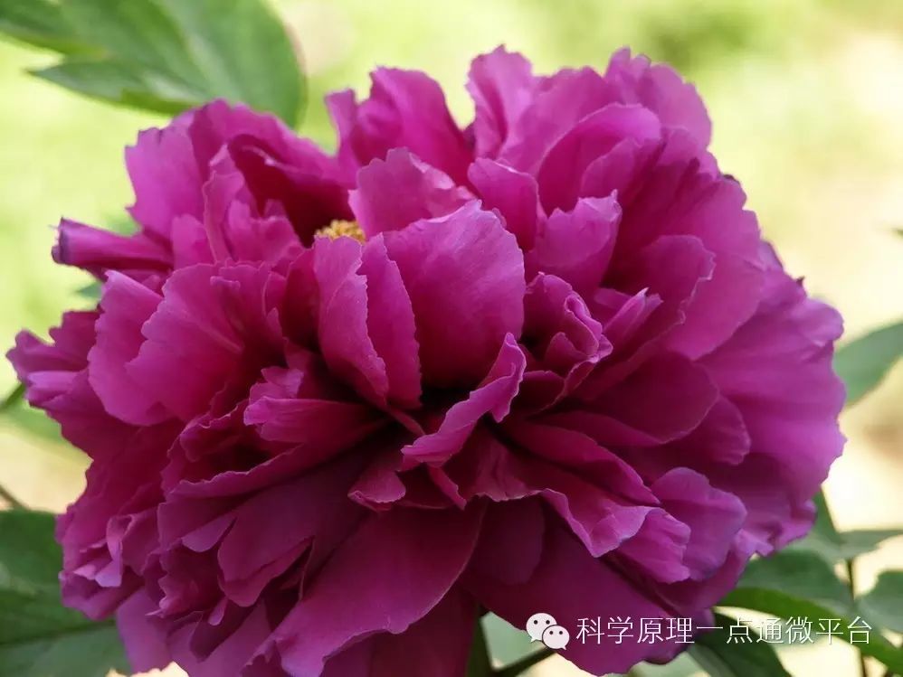 首案红