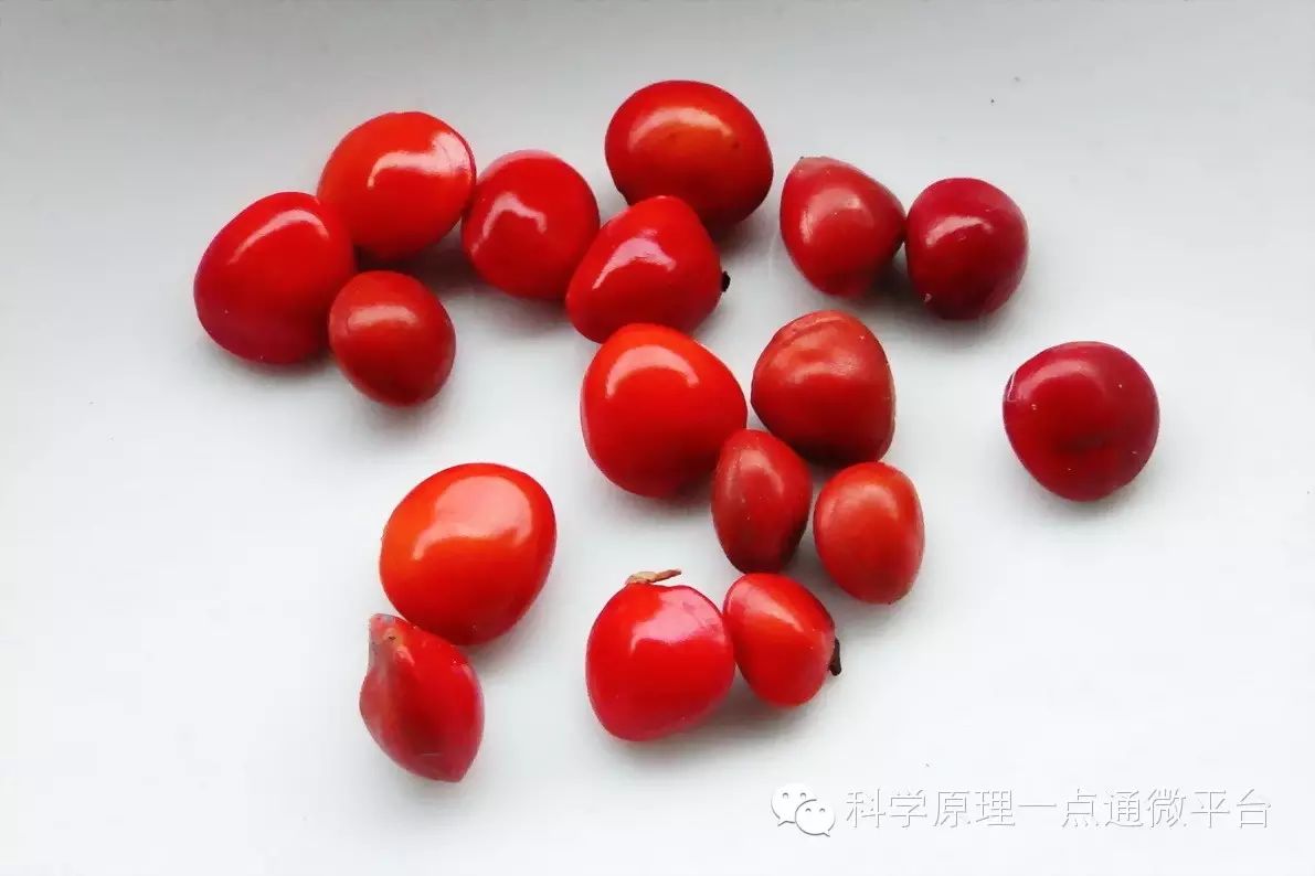 (海红豆)