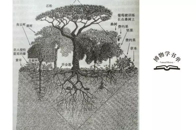 图书摘要 只有放弃我们优越与自然世界的想法, 才有可能与自然和谐相处。 永续农业的核心是设计, 而且所设计的是事物之间的联系。 ◎ 厨房门前的烹饪香料 设想下,你刚做好汤并想在端上去前撒点荷兰芹作为佐料, 外面下着雨而你穿着毛茸茸的拖鞋, 没有办法冲出区采摘, 因为它太远。 如果在厨房门外有一个香草种植床, 这样收获新鲜的香草就不是问题。 (都市圆形种植床)p124 道边可采的蔬菜 这些菜沿道边生长, 周而复始地被移走、定植及重新种植。 人们通常采摘叶片或茎做沙拉或炒菜,很少收获整个植株,