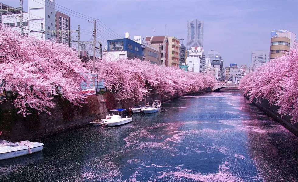 别找了，日本最美的樱花在这里！