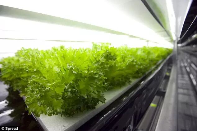 世界首个机器农场在日本开放