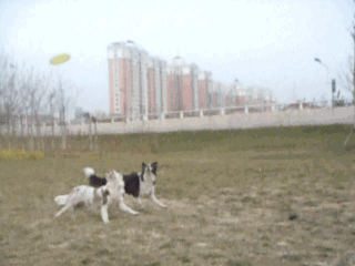 国外骚年花样作死玩飞盘,玩命刺激简直爽飞!