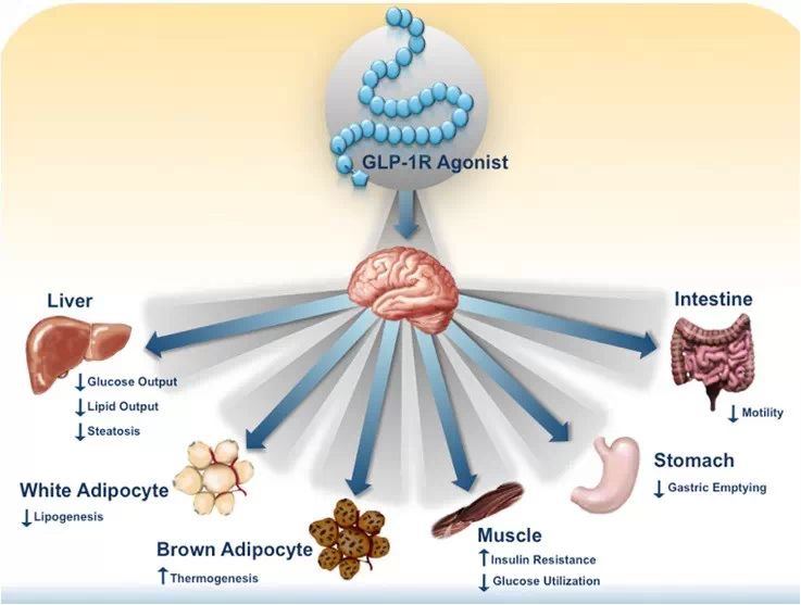 glp-1受体激动剂的间接药理学作用 证据荟萃:利拉鲁肽治疗带来全面
