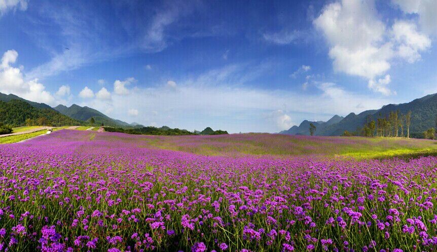 你身边的美景--巫溪红池坝