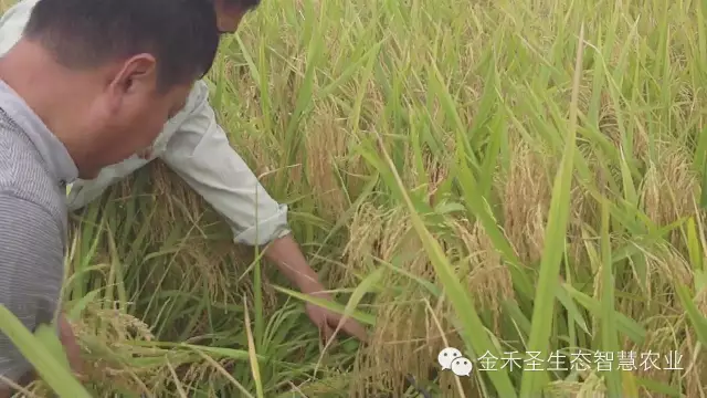 ※金禾生态智慧农业运营全面喜获丰收,农民实得提质增效 ※金禾生态智慧农业运营全面喜获丰收,农民实得提质增效