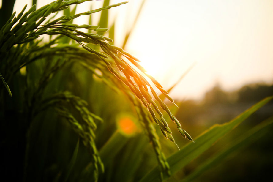 ��ϸ������Ӱ��Ʒ�еĹ�ͼ���ɽ̳�