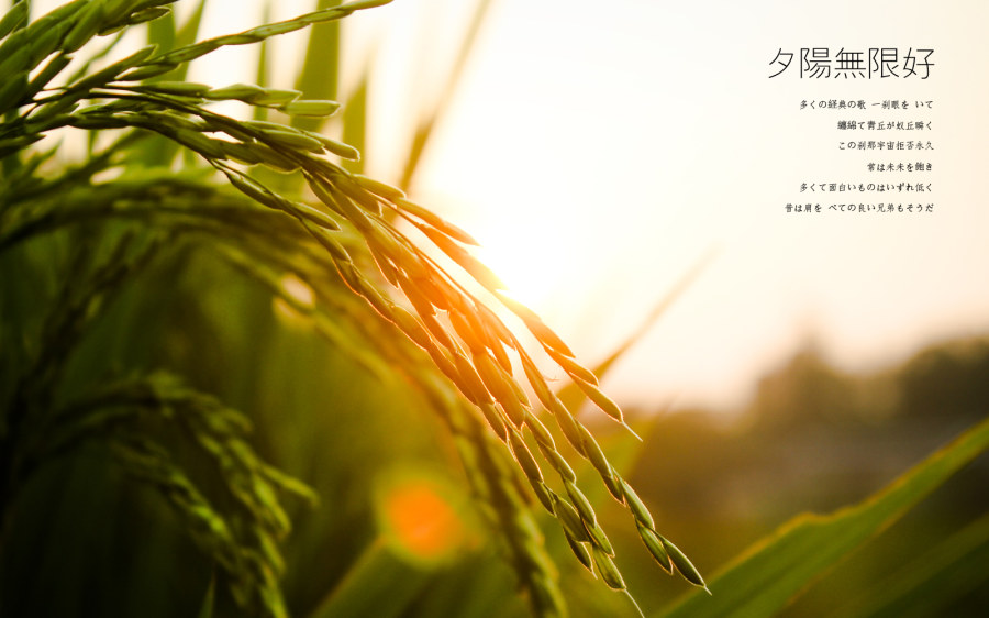 Ԕ�������zӰ��Ʒ�еĘ��D���ɽ̳�