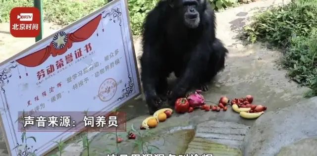 山东一大猩猩成精了自备吸管喝游客给的饮料还会打手语主动索要